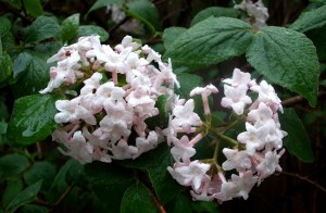 no reason cept she's beautiful