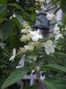 savoring fall hydrangea tree