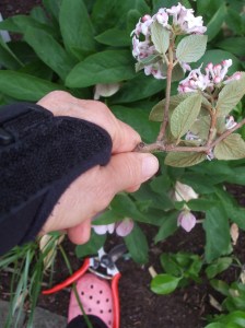 one handed gardening