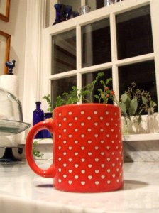 chambered nautilus coffee cup..