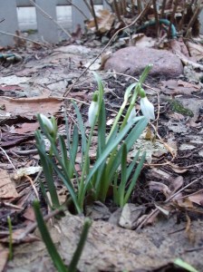 snowdrops