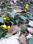 winter aconite