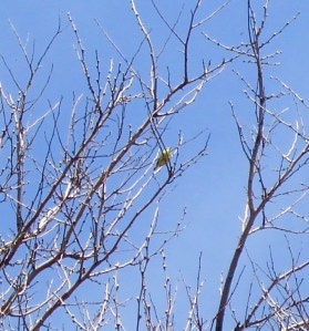 rare hooded warbler. with ceci. on magic day at magic hedge....