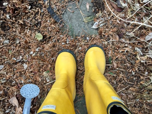 yellowboots