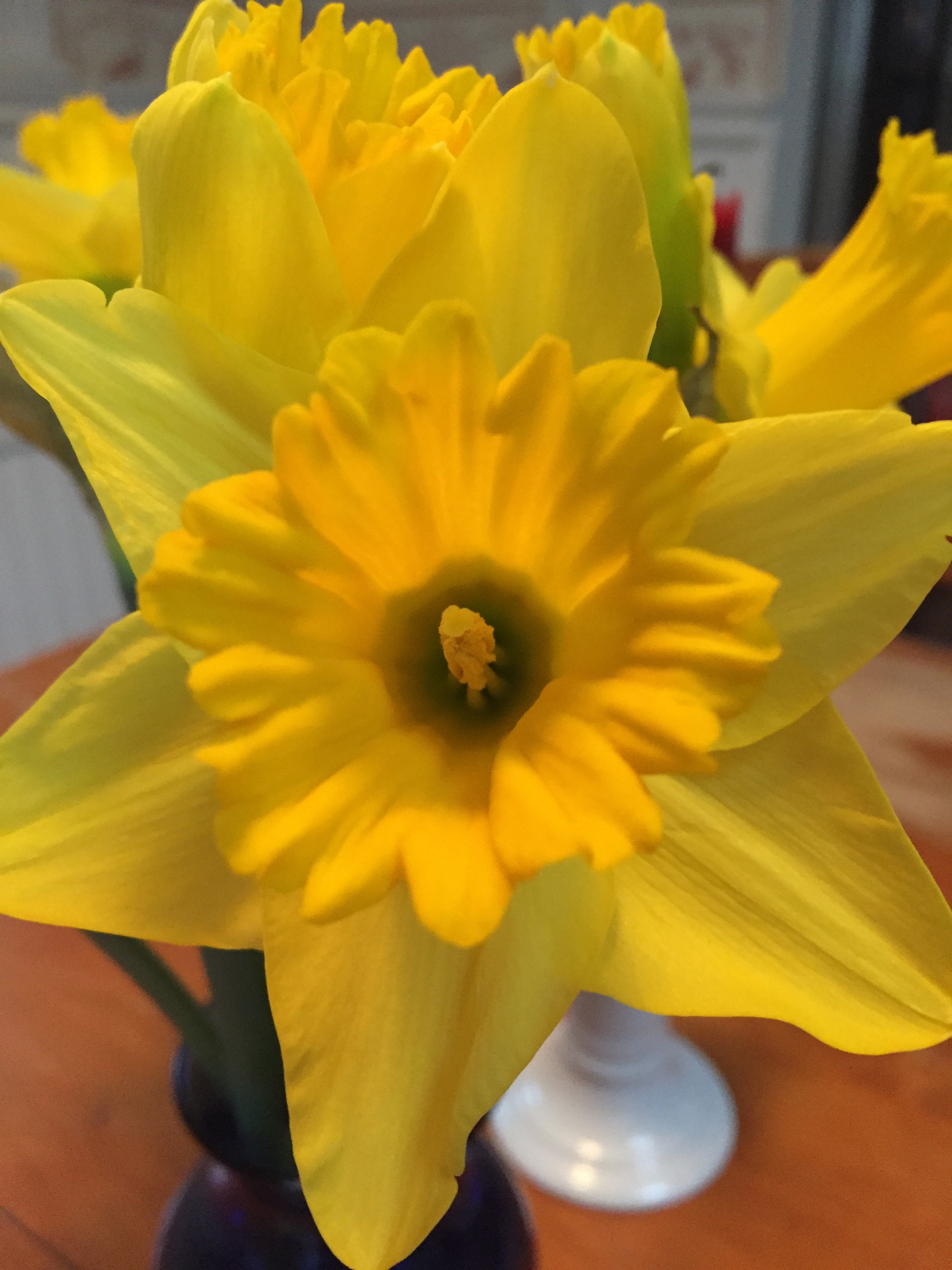 daffodil