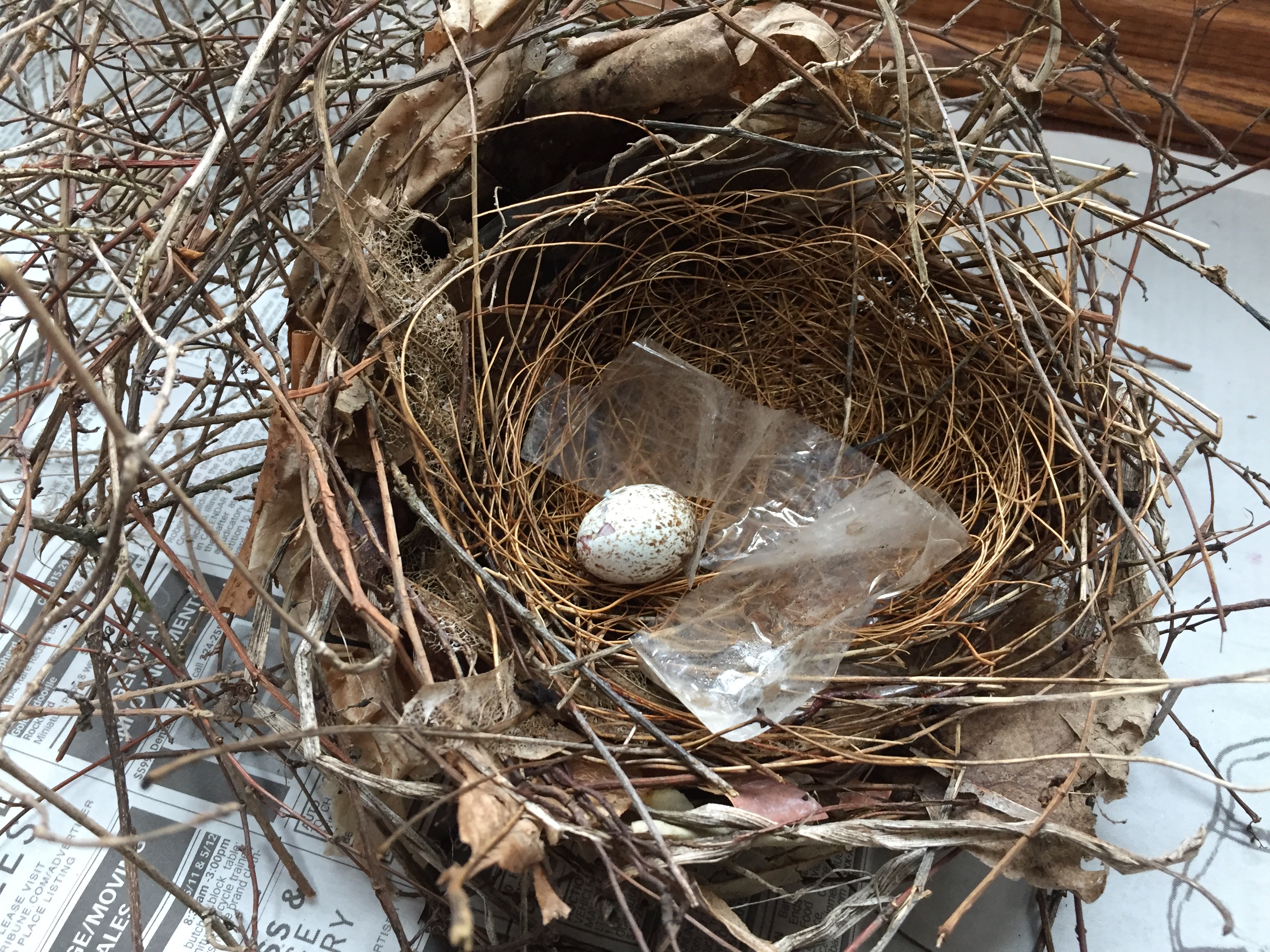 fallen nest and egg