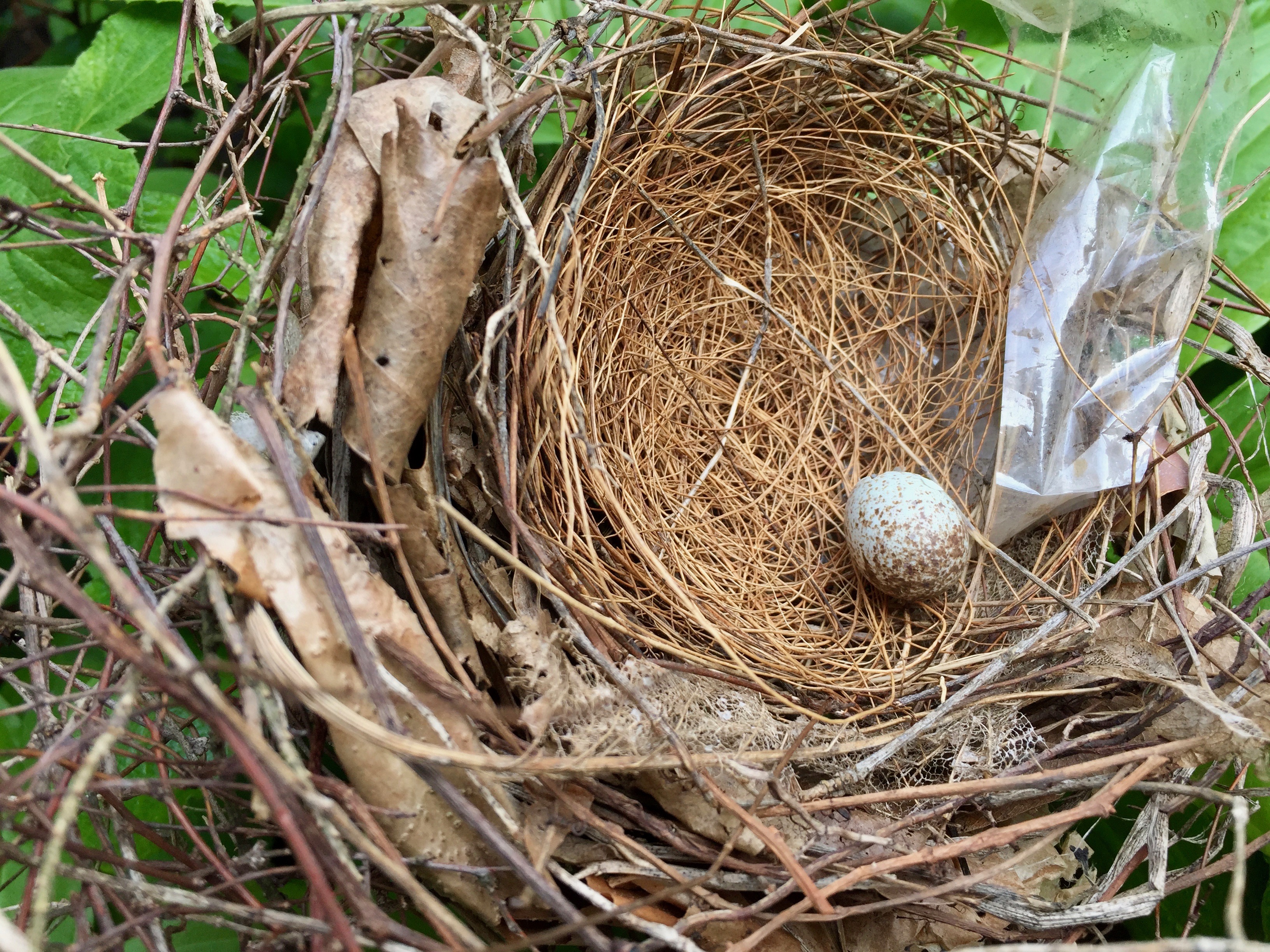 nest and egg.jpg