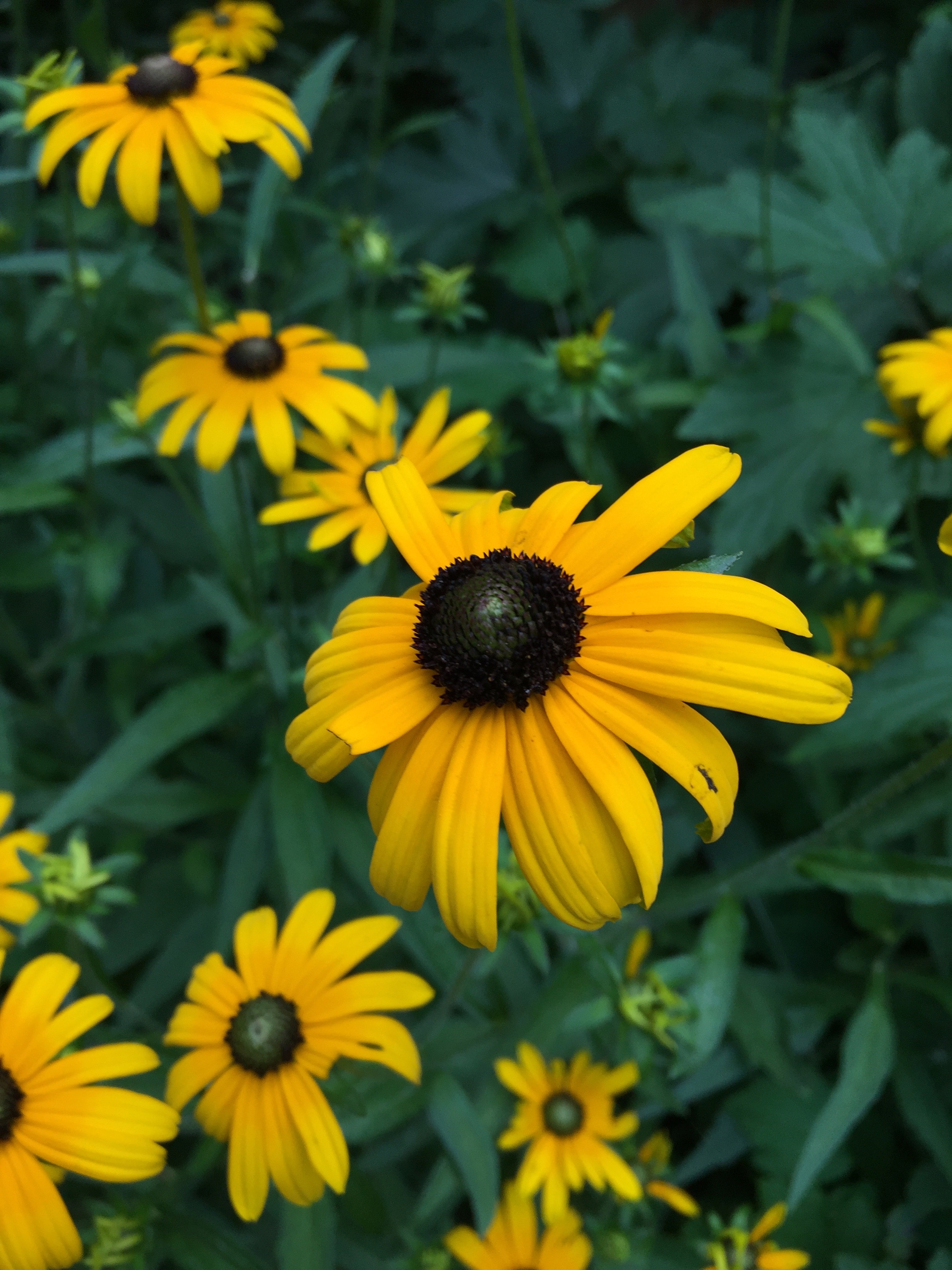 black-eyed susan
