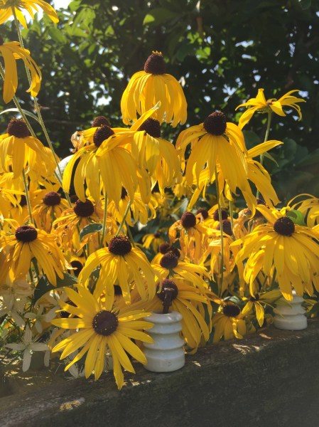 blackeyedsusantumble