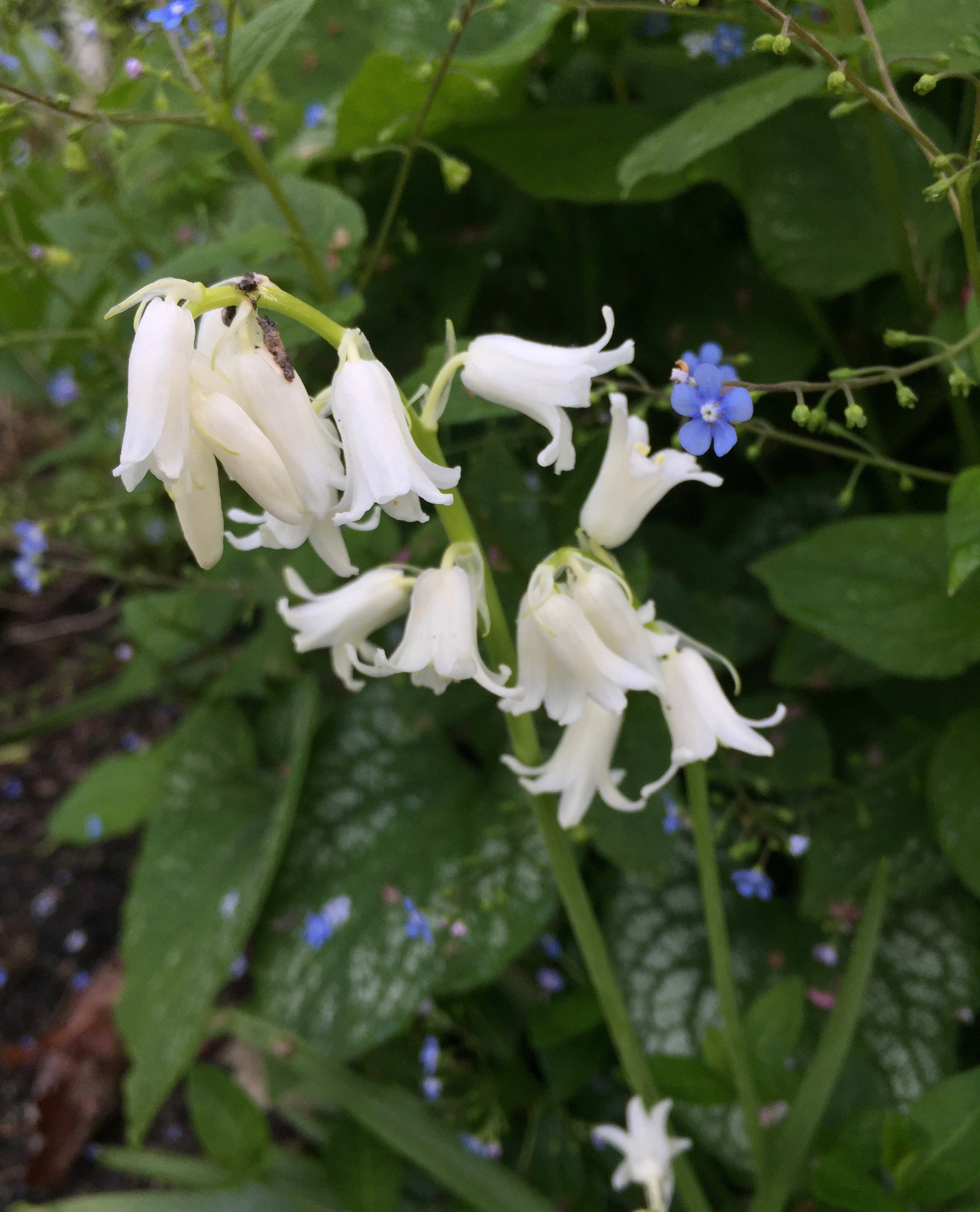 noddling bells of spring