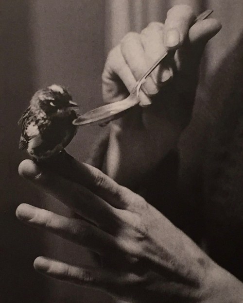 Mary Oliver cover closeup