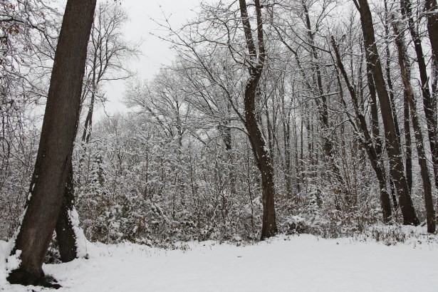 winter-woods-1418741454w4l